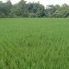 jual cepat tanah sawah di majalengka kota kabupaten majalengka