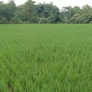 jual cepat tanah sawah di majalengka kota kabupaten majalengka