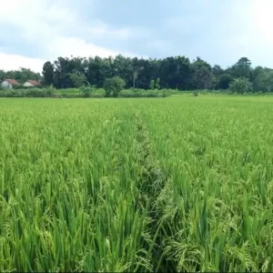 jual tanah sawah strategis di Kertajati Kabupaten Majalengka